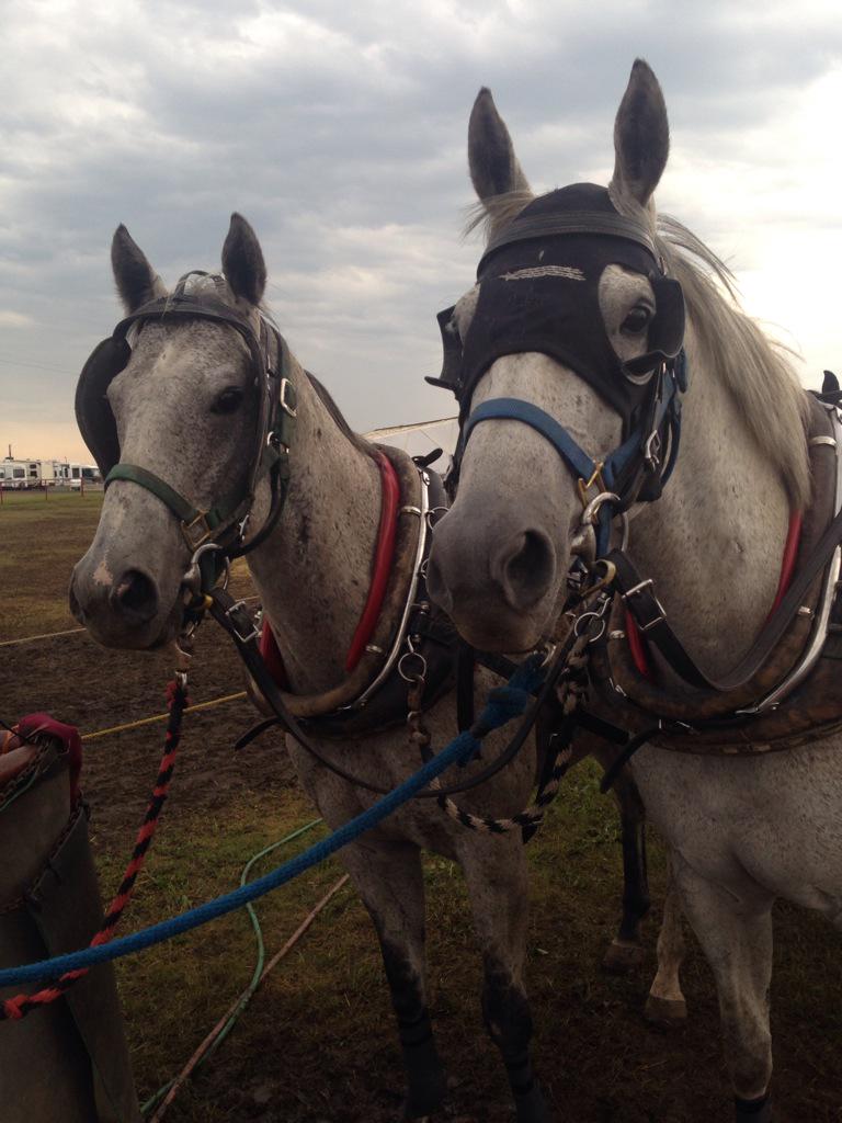 DinaSutherland's tweet photo. Tex and Digger are ready to run on the @PomeroyInns wagon for @chuckwagonmark  @PonokaStampede #goteamsutherland http://t.co/KqQO8eRu8q