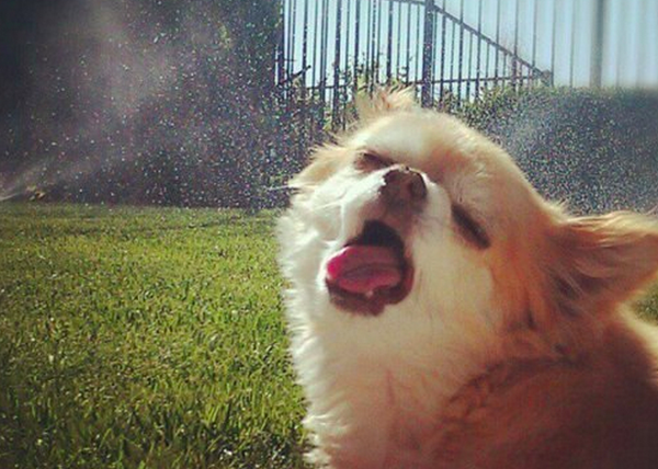 BuzzFeed tweet media