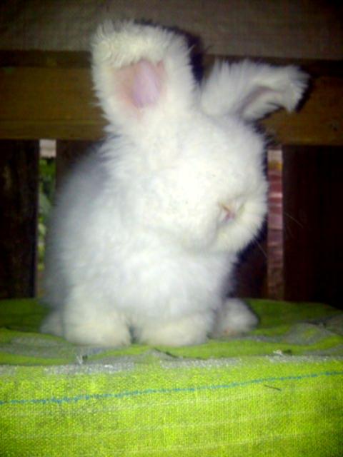 Aga_manoreh's tweet image. yang lagi cari peliharaan kelinci bisa invite pin : 280900BE boleh tanya2 dulu.. semua ras kelinci ada ;-)