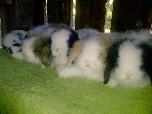 Aga_manoreh's tweet image. yang lagi cari peliharaan kelinci bisa invite pin : 280900BE boleh tanya2 dulu.. semua ras kelinci ada ;-)