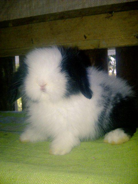 Aga_manoreh's tweet image. yang lagi cari peliharaan kelinci bisa invite pin : 280900BE boleh tanya2 dulu.. semua ras kelinci ada ;-)