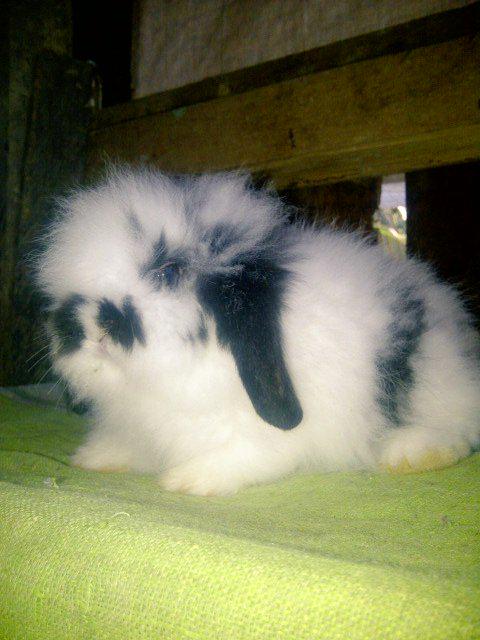 Aga_manoreh's tweet image. yang lagi cari peliharaan kelinci bisa invite pin : 280900BE boleh tanya2 dulu.. semua ras kelinci ada ;-)