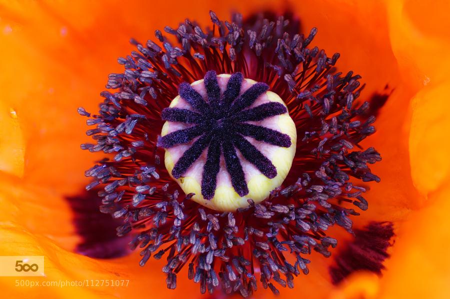 cathystefani139's tweet image. Macro #photography cathystefani.tumblr.com/post/122829444…