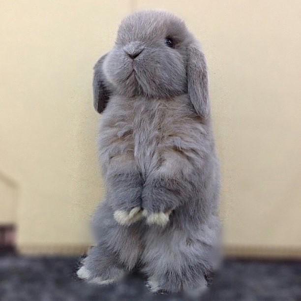 We love bunnies | Photo by bom_rabbits (IG)