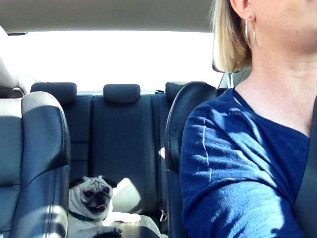 PapithePug's tweet image. Another too hot of a day for me and the fair skinned human