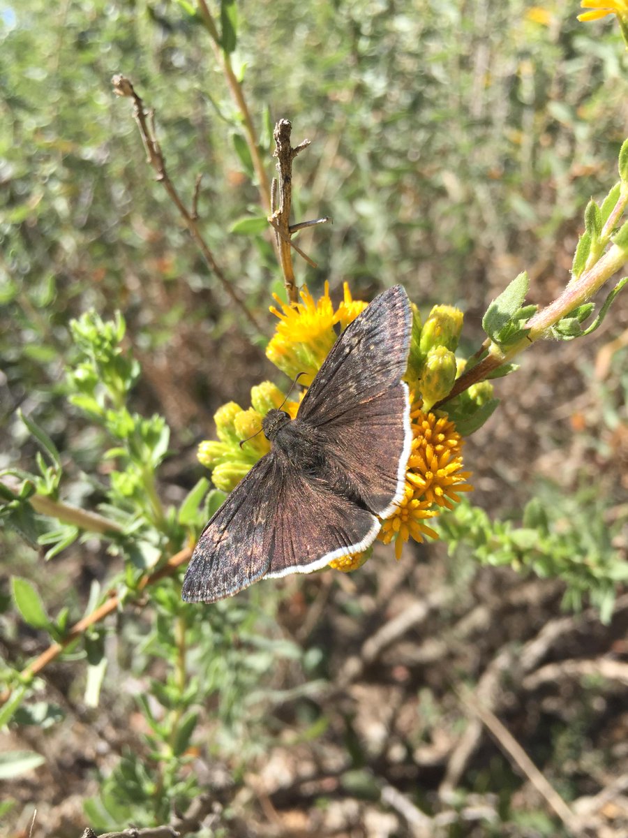 BallonaBirding's tweet photo. This is a Funereal Duskywing butterfly in the Ballona Wetlands.  Another My Ballona moment @ballonafriends #myballona http://t.co/omNkUVqB9C