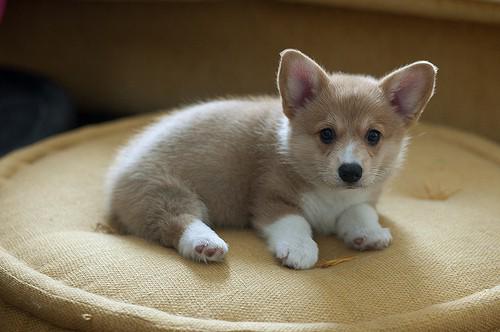 BestofCorgis's tweet photo. I want a Corgi so bad 😍 http://t.co/x1iaqd7PcH