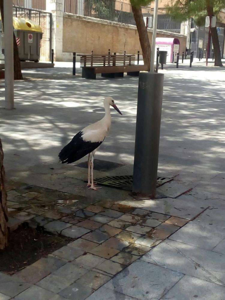 Design_Vir's tweet image. Hace tantísimo calor que hasta kas cigüeñas bajan a la fuente!!!! #Oladecalor