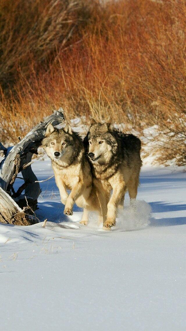 nkDarkDrgmailc1's tweet photo. #protectwolves #savewolves #keepwolveslisted #standforwolves #Protectendangeredspecies
#standforwolvestogether http://t.co/fubXxHRNtG