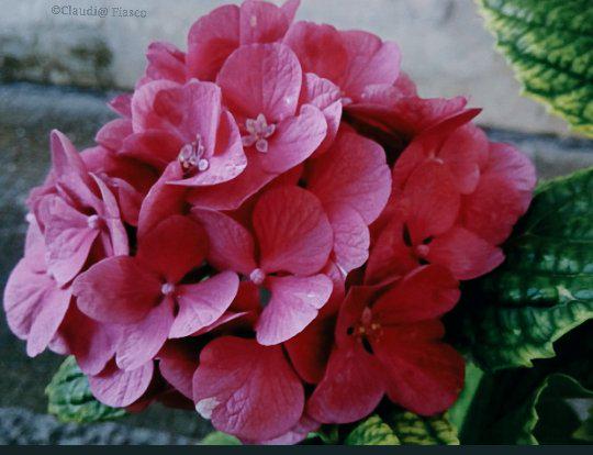 merdeme67's tweet photo. Azalea in full bloom #deepink #flowers #photography http://t.co/vw3o301JFE