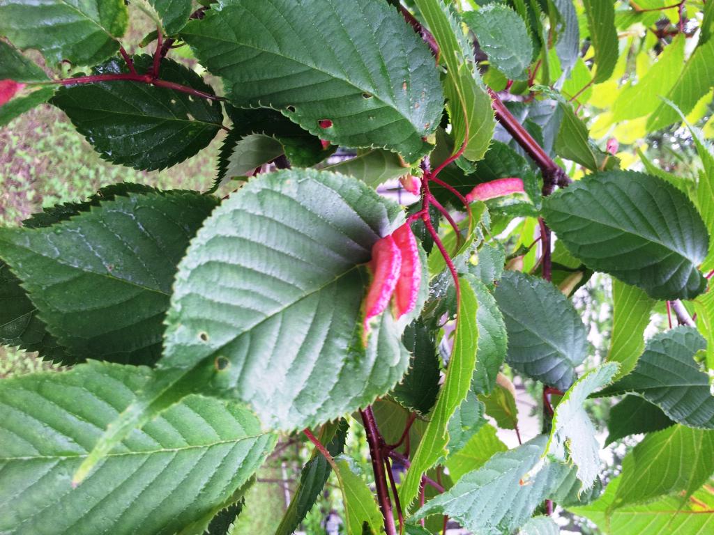 釧路市立博物館 サクラの葉にできた虫こぶの中ではサクラフシアブラムシが葉の汁 を吸いながら暮らしています 虫の名前とは別に虫こぶにも名前が付けられることになっており サクラの葉にできる赤いトサカ型の虫こぶはサクラハトサカフシと呼ばれています