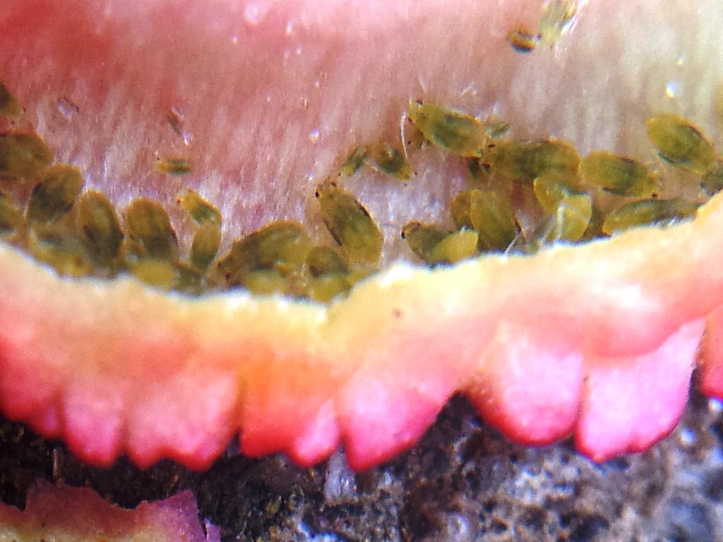 釧路市立博物館 サクラの葉にできた虫こぶの中ではサクラフシアブラムシが葉の汁 を吸いながら暮らしています 虫の名前とは別に虫こぶにも名前が付けられることになっており サクラの葉にできる赤いトサカ型の虫こぶはサクラハトサカフシと呼ばれています