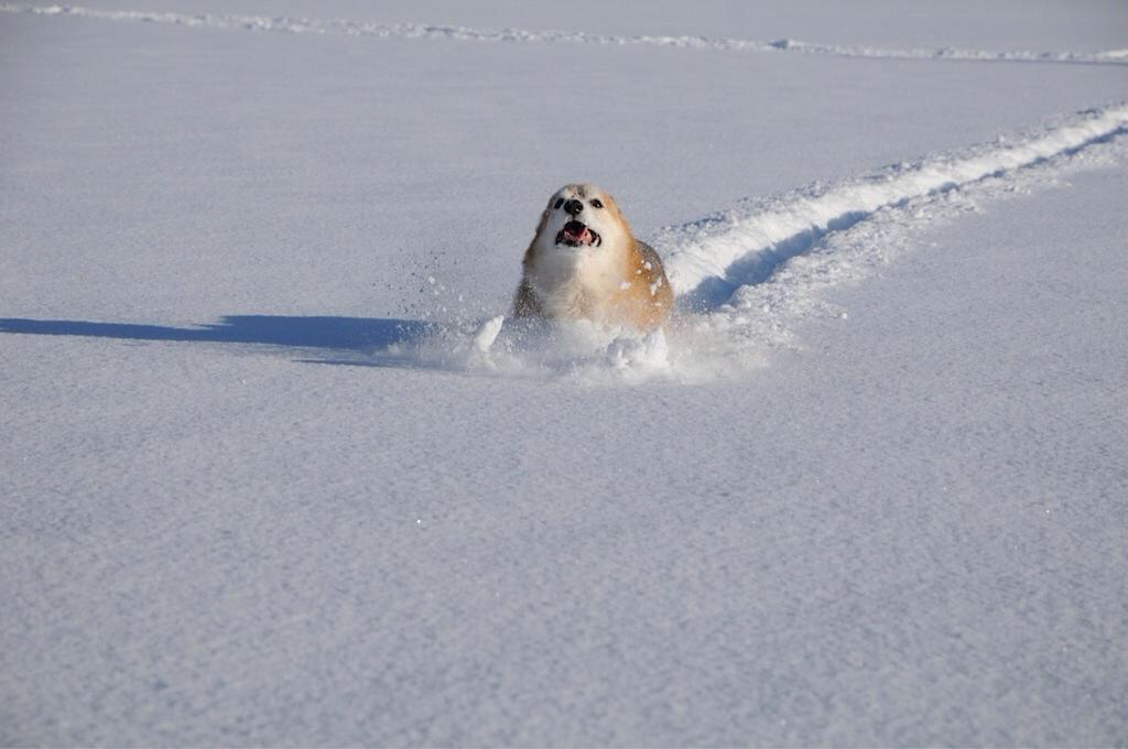 BestofCorgis's tweet photo. dashing through the snow! http://t.co/yLOnyq8bX6