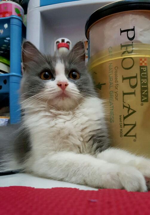 Fenny Octavindria tweet media