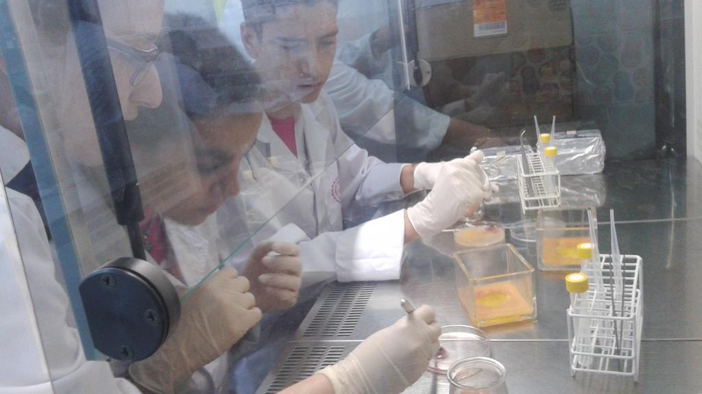 Biología celular #CampusCientificos cultivo primario de células en 24h y observación d formación d procesos celulares