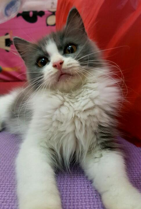 Fenny Octavindria tweet media