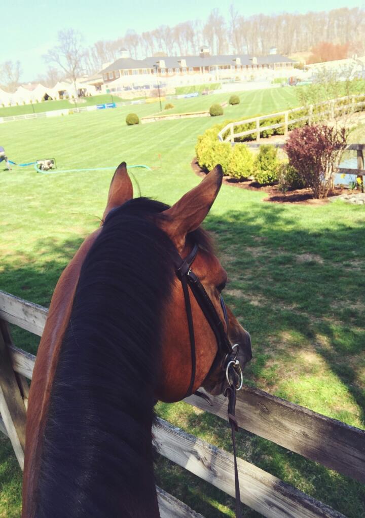 caballosmitodo's tweet photo. Paseos mañaneros que alegran el dia http://t.co/71LZeYsRks