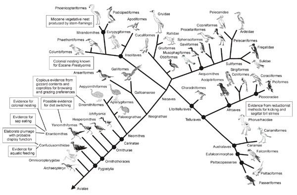 TetZoo's tweet photo. Simplified family tree of all bird lineages. Trying to summarise whole thing in a few paragraphs. #birds #evolution http://t.co/0Gqqihmk3D
