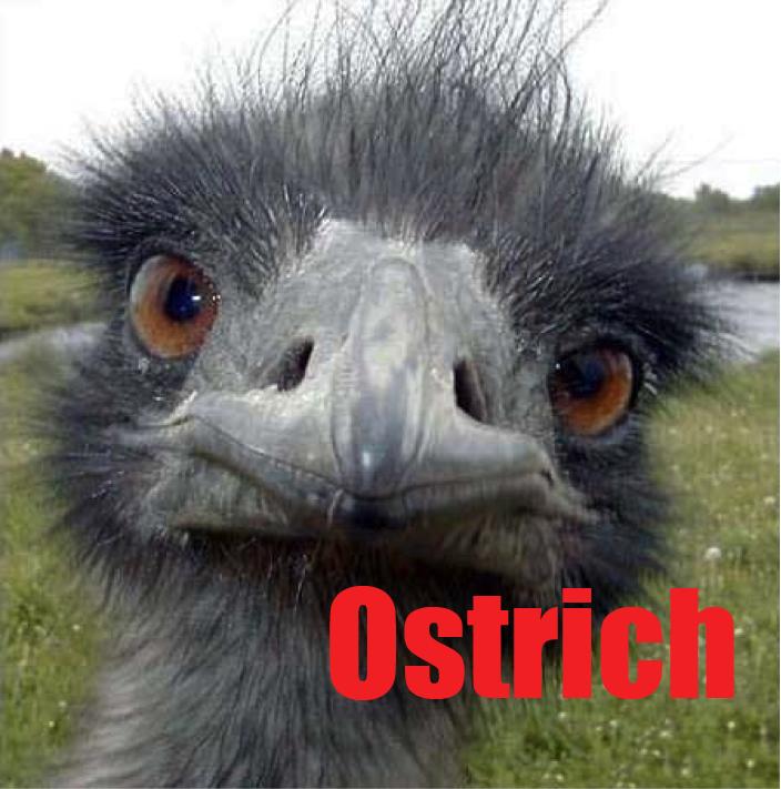 Word of the day -> "Ostrich" : Autruche #wordoftheday #anglais #excelangues #Lille