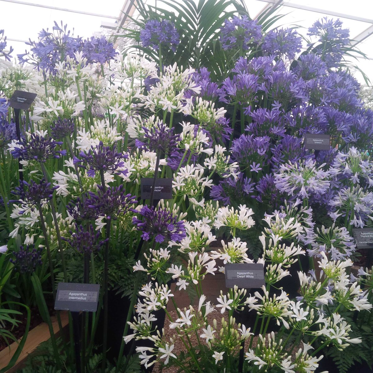GriffinGlasshse's tweet photo. RT @Quartermen: So pleased for @hoylandplants Gold at #rhshampton #natcoll Agapanthus @Plantheritage well deserved...
http://t.co/4MWP9GQ8kx