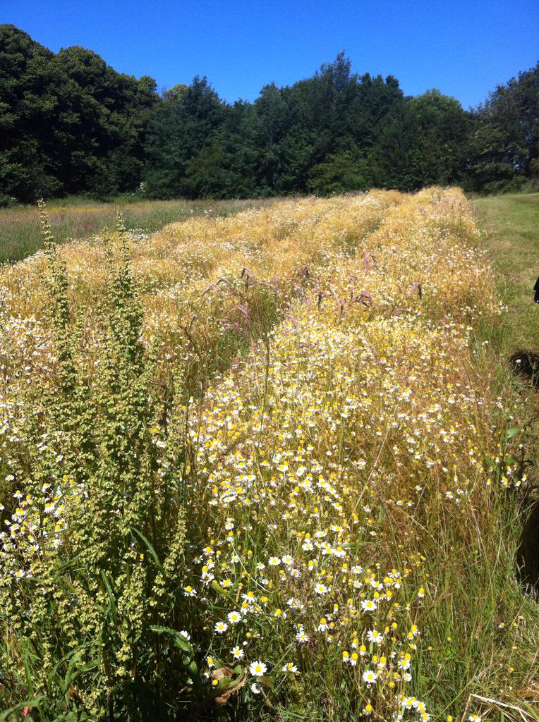 NurtureSheff's tweet photo. Tour of amazing gardens at #weledainsight day, chamomile area, good for digestion &amp; anti inflammatory #natural http://t.co/zxFoCQXU8F