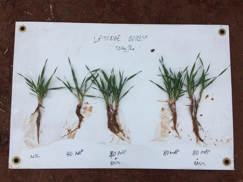 AGRICENLIFER's tweet photo. #BasisPBF on 40 kg & 80 kg/ha of MAP vs untreated MAP #Barley trial Temora, NSW @richo_klr @craig_ester @earthag http://t.co/DqQKkmIjrF
