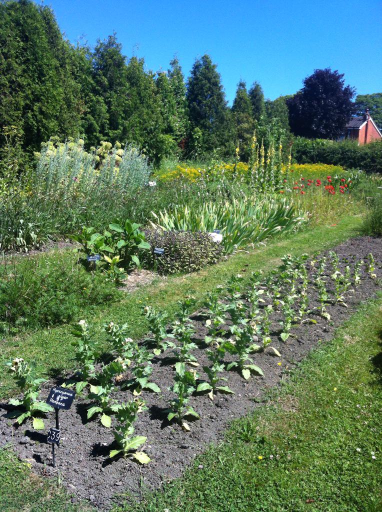 NurtureSheff's tweet photo. Biodynamic and natural farming at #weledainsight day tour of gardens #natural #health @NurtureSheff loving it! http://t.co/X42znRZMn1