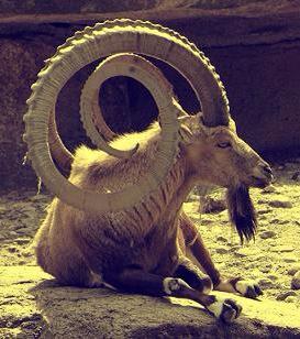 山羊角のtwitterイラスト検索結果 古い順