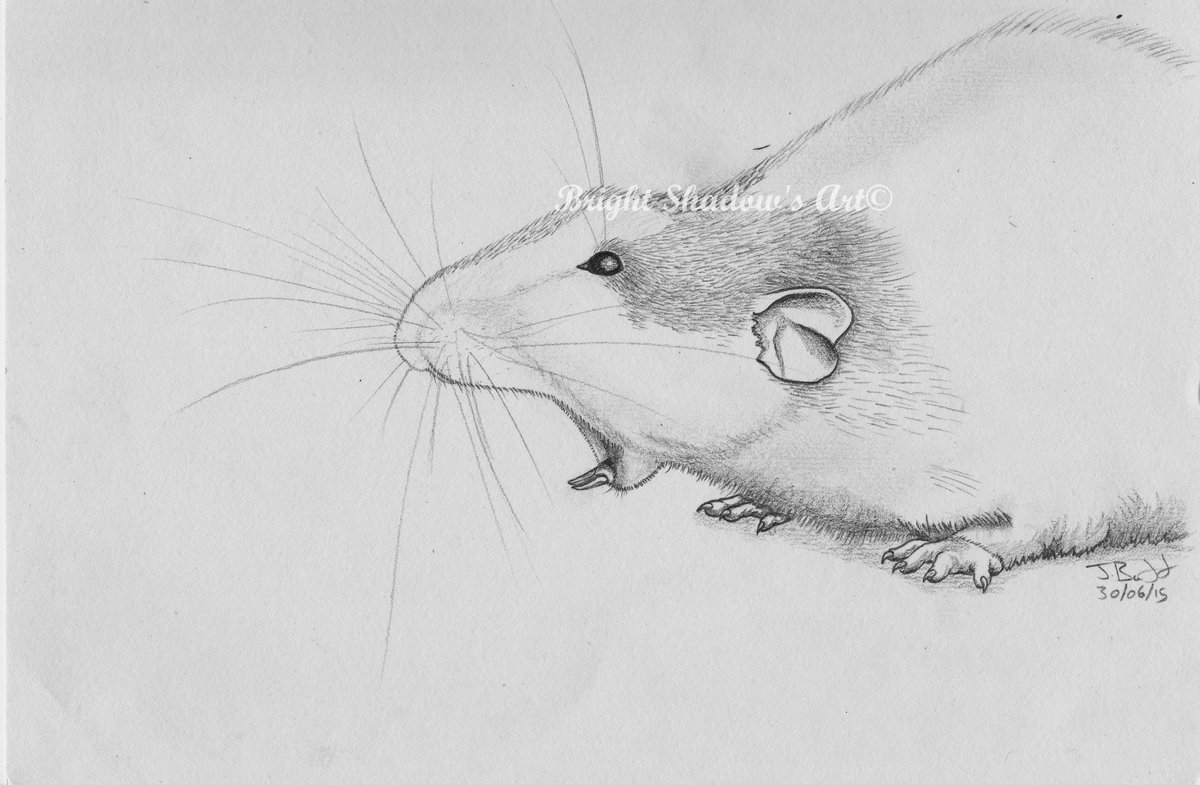 Pet Rats Animal Tattoo Animals