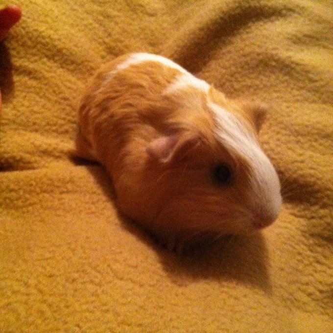 My new little fuzz ball .. 😍🙈 She's so sweet and she nibbles and sucks on my fingers and gives me little