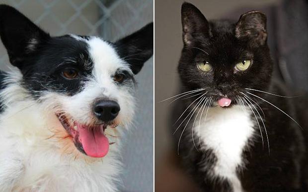 Pet Friendly Austin tweet media