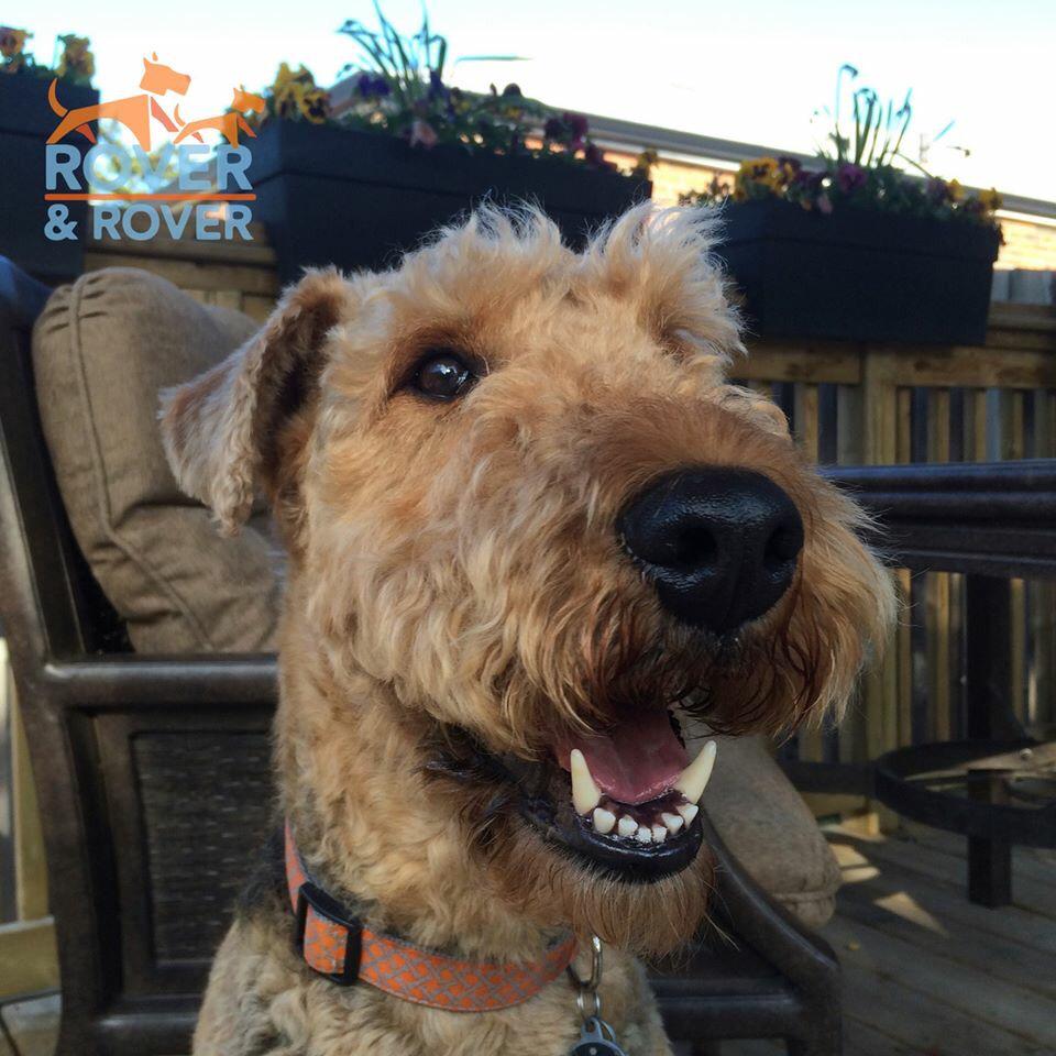 RoverAndRover's tweet image. Elway the #AirdaleTerrier #TorontoDog enjoying #decklife #goodlife #Toronto