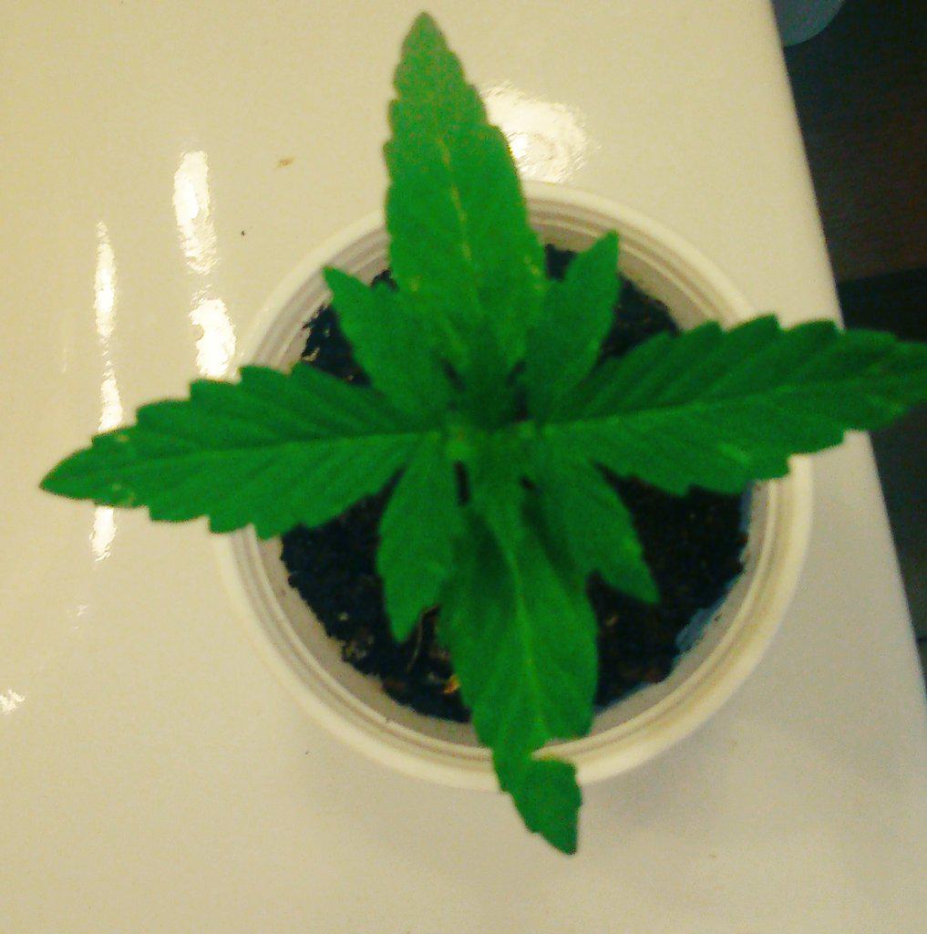 SandraDikerson's tweet photo. Mi bebe va creciendo 😍😍👶🍁 http://t.co/TjD8qQlB70