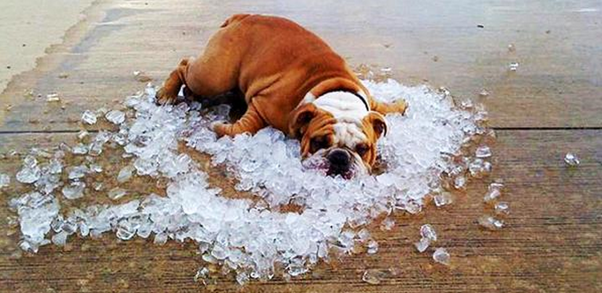 PostureoEspanol's tweet photo. OJALÁ FUERA ESE PERRO. http://t.co/frad84BZAr