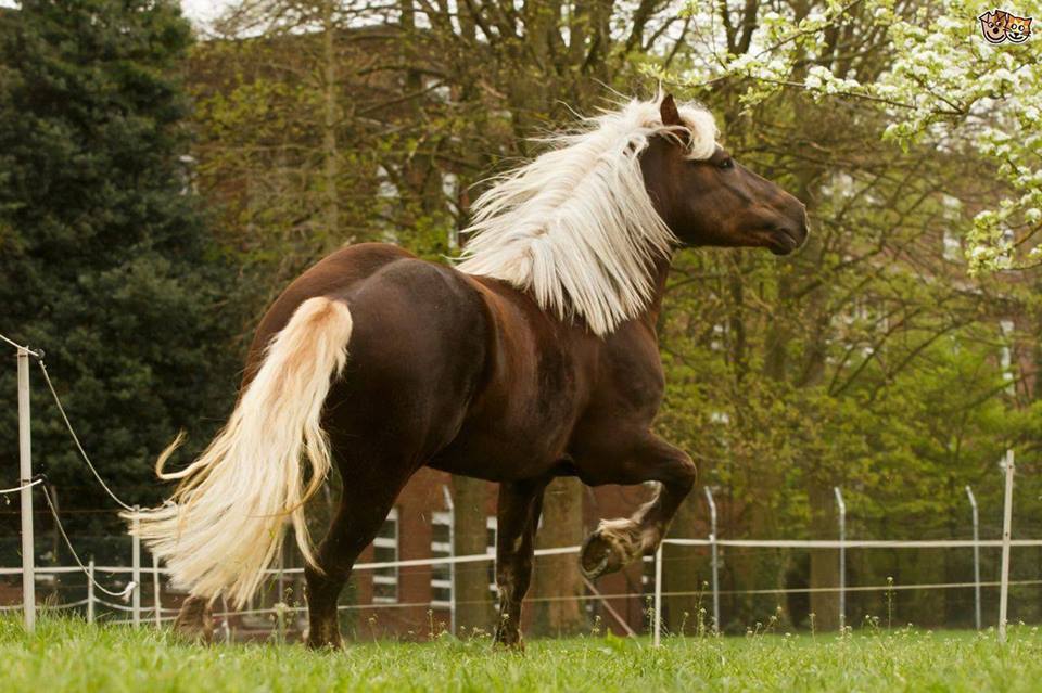copet2020's tweet image. Beautiful Horse