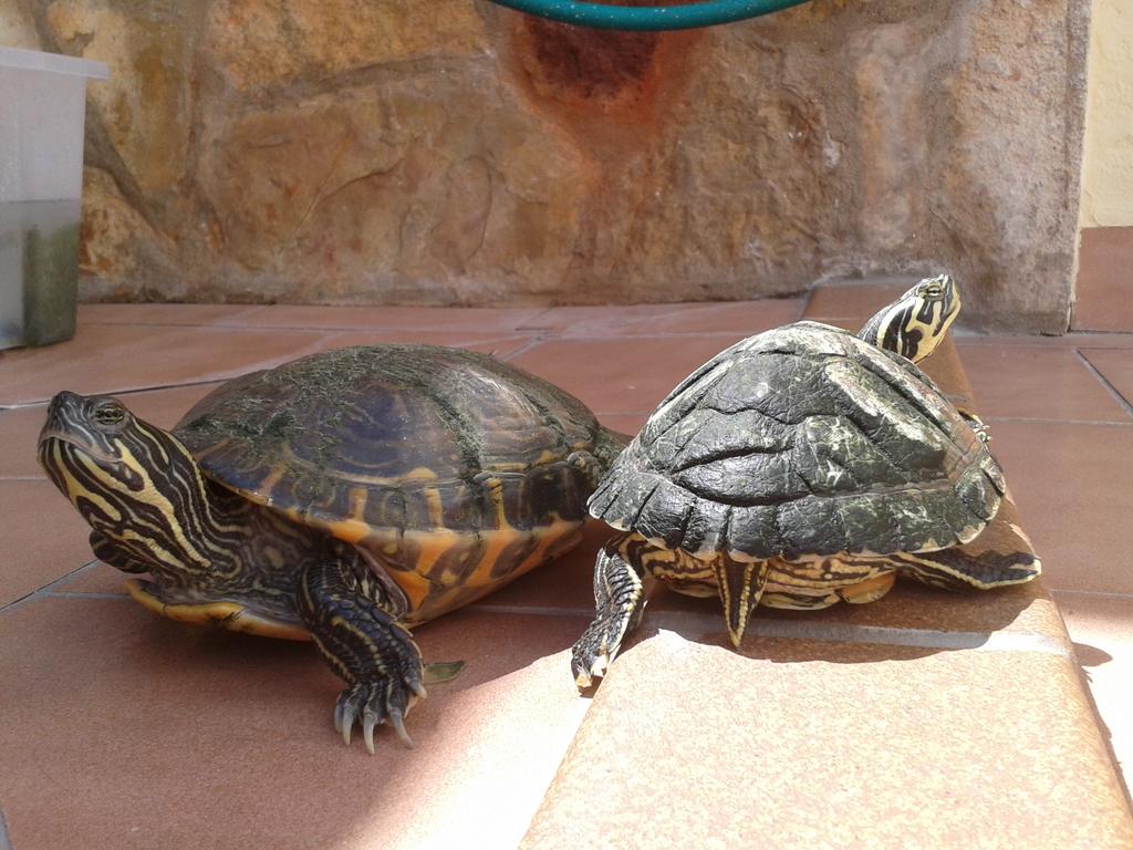 MingoSegui's tweet image. També els agrada pendre es sol!  i no estar sempre en remui.