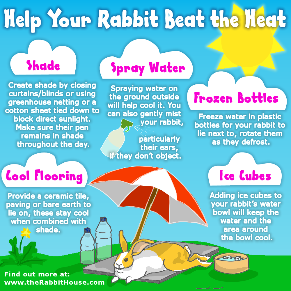 keeping your rabbit cool in the summer | Rabbit Hutch World