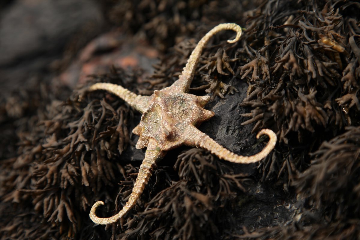 Current resident artist <a href="/SeanVicary/">Seán Vicary</a> has been making 'aquatic beings' (a kind of) #cryptobiology