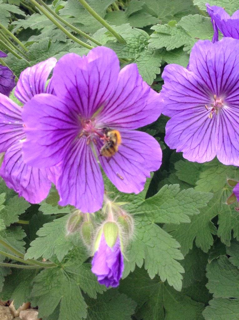 coloursatnight's tweet photo. Fuzzy, buzzy bee! #PAD2015 #Jun30th 🐝🌺 http://t.co/CbxHQwXSsQ
