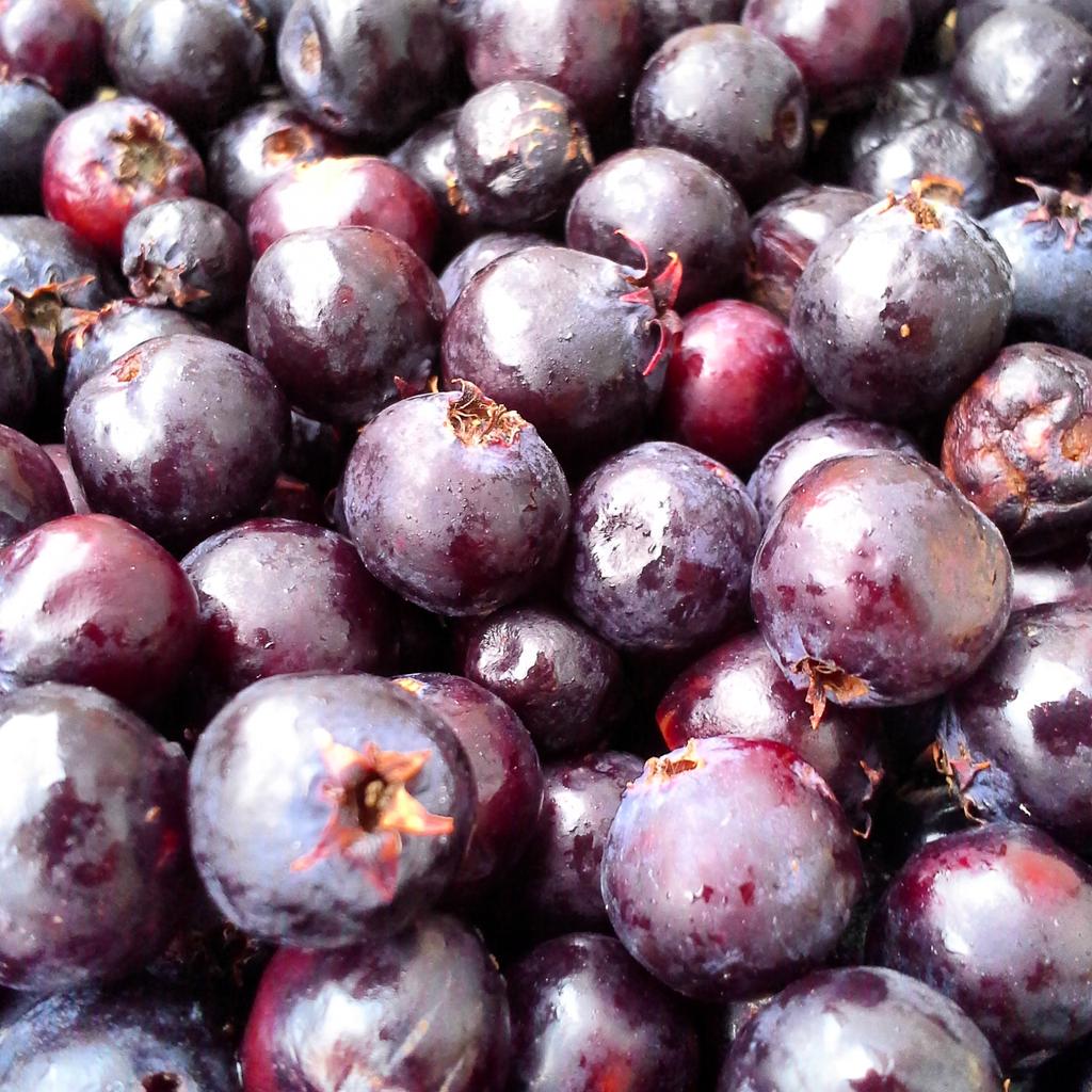 forbeswildfoods's tweet photo. It's a #CanadaDay surprise! We have #ON #saskatoonberries! Call 416-927-9106. #eatlocal #serviceberries #makepie http://t.co/0fzIJPevaY