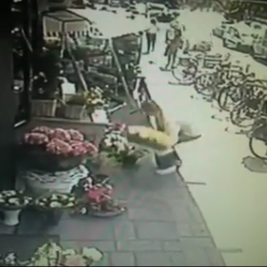 Vlaardingen24's tweet photo. Plantendief slaat opnieuw toe http://t.co/Dp5CgmzF8O #Vlaardingen

RETWEET AUB! http://t.co/u0gdmkojuX