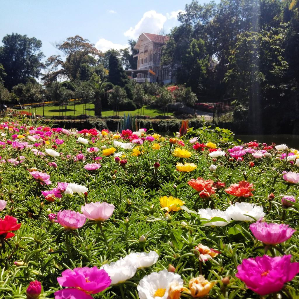 2015  #turkey #istanbul #ibb #rengarenk #red #travel #yeşilistanbul #oneistanbul #peyzaj #plant #picture #landscape #