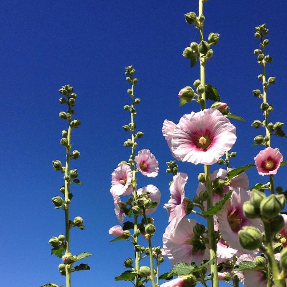 SeandaDesign's tweet image. Enjoy the #heatwave today! #seandadesign #creativeagency