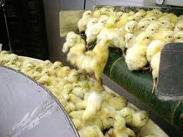Qfluya's tweet photo. la industrias explotadoras son todas la misma mierda, sea cual sea su "especialidad" @OscarcClarke @furiavegana http://t.co/WJ7u2kQfJl