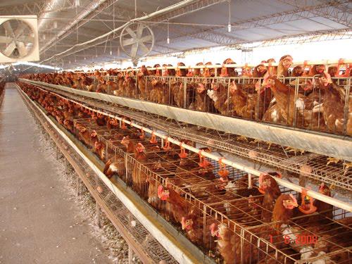 Qfluya's tweet photo. la industrias explotadoras son todas la misma mierda, sea cual sea su "especialidad" @OscarcClarke @furiavegana http://t.co/WJ7u2kQfJl
