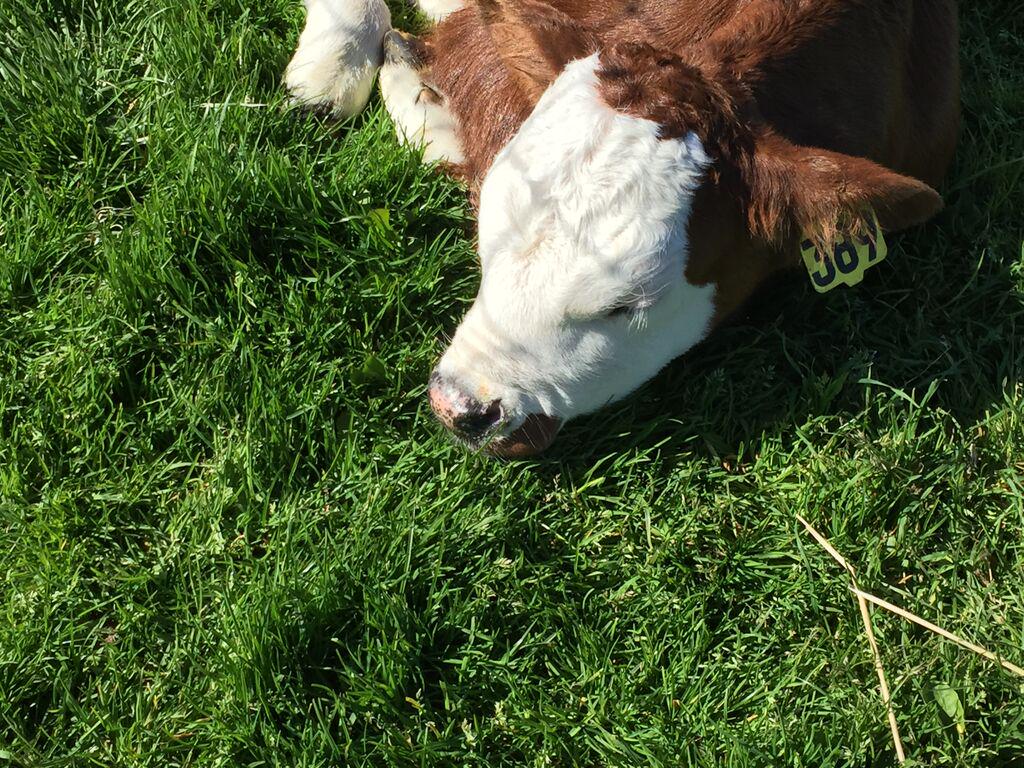 organichumboldt's tweet photo. Good Morning from the farm! #sleepycow #HumboldtCounty #organic http://t.co/pavlpb0Npn