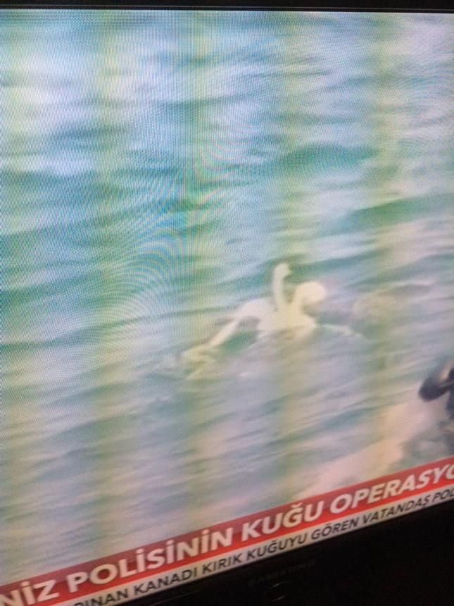 canererdem4's tweet image. #ütopya #semih'in havuzundan kaçan #kuğu boğazdan çıktı 😀