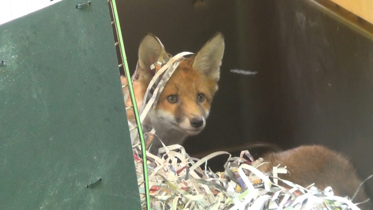 LeagueACS's tweet photo. @rickygervais Hi Ricky, video update of the fox cubs rescued from cruelty here http://t.co/HqITs4WnUi #KeepTheBan http://t.co/kcVUyjlDv0