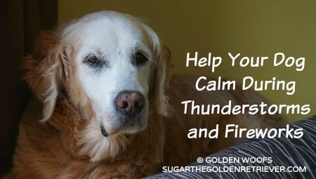 GoldenWoofs's tweet photo. Help Your Dog Calm During Thunderstorms & Fireworks http://t.co/RUIH16bseN #petsafety #tips http://t.co/iA4dSTTKLv