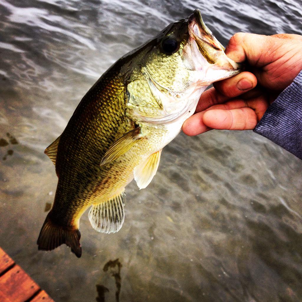 Rainy day bass off the dock. #Fishing #FishingInTheRain #BassFishing